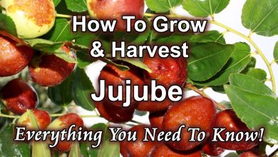 Photo of How to Plant Jujube: [Complete Guide]
