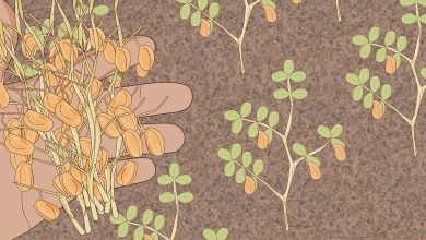Photo of How to Plant Lentils in [8 Steps]: Full Text and Images