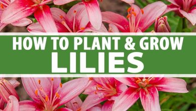 Photo of How to plant lilies?