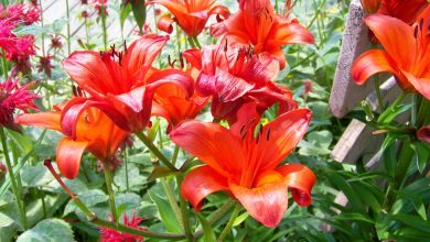 Photo of How to Plant Lilies in Your Garden or Orchard: [Complete Guide]