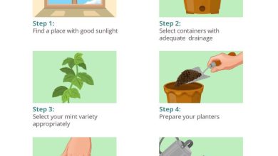 Photo of How to Plant Mint Step by Step: [Guide + Images]