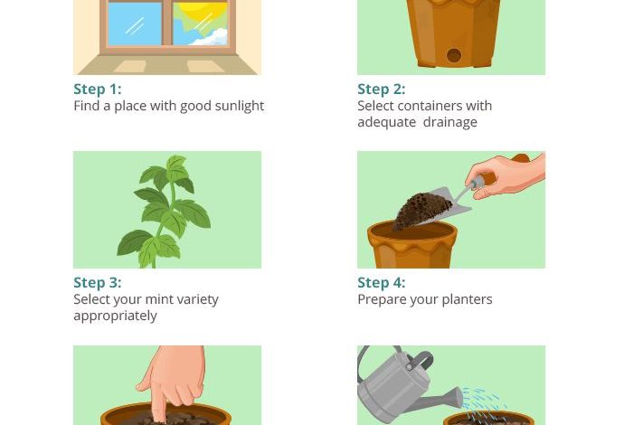 How to Plant Mint Step by Step: [Guide + Images] - Complete Gardering