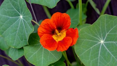 Photo of How to Plant Nasturtium in your Garden: [Complete Guide and Steps to Follow]