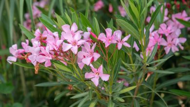 Photo of How to Plant Oleanders in your Garden: [Step by Step + Complete Guide]