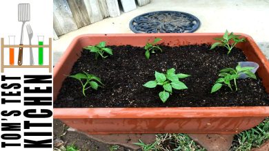 Photo of How to Plant Padrón Peppers: [Complete Guide]