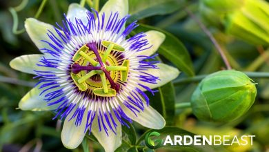 Photo of How to Plant Passion Flower in Your Garden: [Complete Guide]