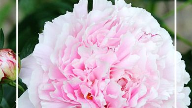 Photo of How to Plant Peonies in Your Garden: [Complete Guide + Step by Step]