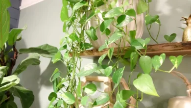 Photo of How to Plant Pothos in your House: [Tips and Complete Guide]