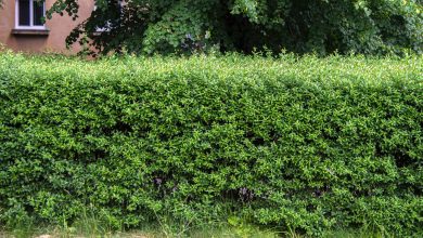 Photo of How to Plant Privet in your Garden: Complete Guide [Step by Step]