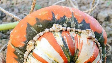 Photo of How to plant pumpkins or turban squashes: Complete guide