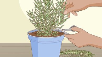 Photo of How to Plant Rosemary in [12 Steps and with Photos]