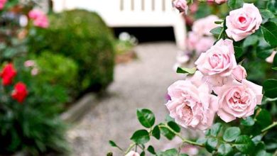 Photo of How to Plant Roses in your Garden: [Complete Guide + Step by Step]