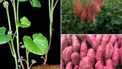 Photo of How to Plant Sweet Potatoes Step by Step [Images + Complete Guide]