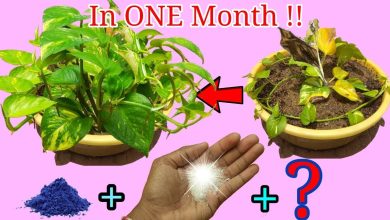 Photo of How to Plant the Money Plant: [Method, Care and Complete Guide]