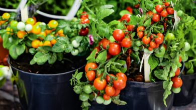 Photo of How to plant tomatoes in a pot?