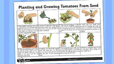 Photo of How to plant tomatoes step by step?