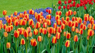 Photo of How to Plant Tulips and Have a Spectacular Garden: [12 Steps + Images]