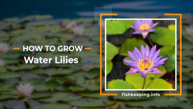 Photo of How to Plant Water Lilies: Important Points + Pictures + [9 Steps]