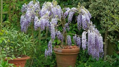 Photo of How to Plant Wisteria or Glycinia in your Garden: [Complete Guide]