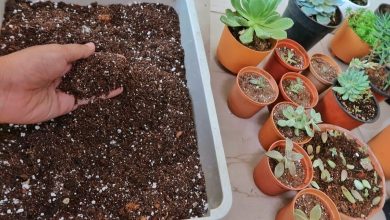 Photo of How to prepare soil for succulents: mulch