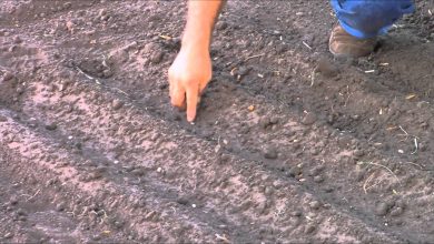 Photo of How to prepare the ground and make furrows: Complete guide