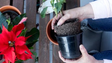 Photo of How to preserve the poinsettia throughout the year