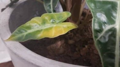 Photo of How to prevent and treat yellow leaves on alocasia polly