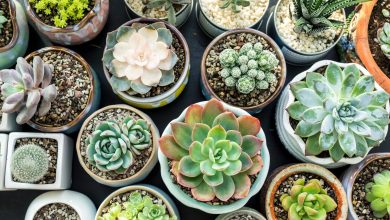 Photo of How to Propagate Succulents: 3 Methods