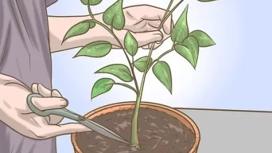 Photo of How to Prune a Pepper Plant Step by Step: When to Prune