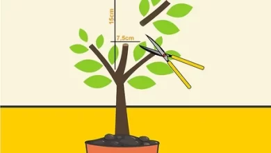 Photo of How to Prune an Avocado Tree: [Guide on Avocado Tree Pruning]