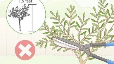 Photo of How to prune an olive tree correctly?