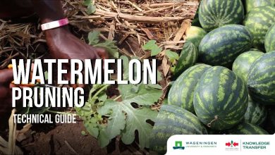 Photo of How to Prune Watermelons: [Dates, Tools and Ways to Do It]