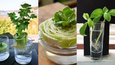 Photo of How to regrow vegetables from the garden: 4 plants that can be regrown