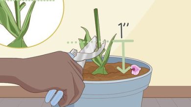 Photo of How to revive an orchid