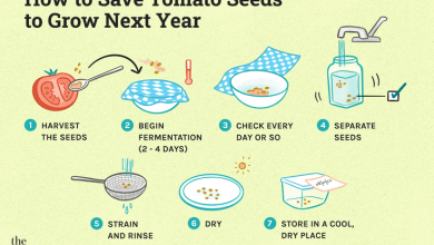 Photo of How to Save Tomato Seeds: [Procedure and Duration]