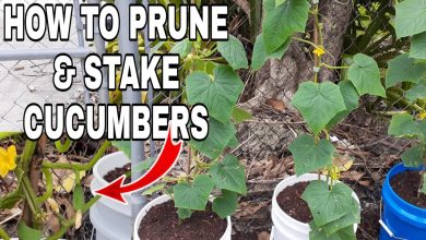 Photo of How to Stake and Prune Cucumbers: Complete Guide with Photos