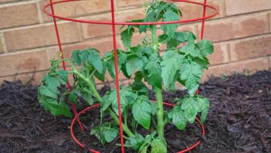 Photo of How to Stake Tomatoes: [Utility, Installation and Procedure]