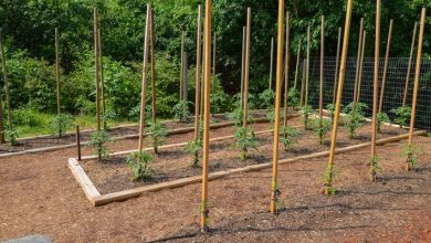Photo of How to support garden plants? | Types of stakes for tomatoes
