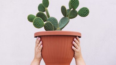 Photo of How to take care of a cactus: tricks to have it beautiful