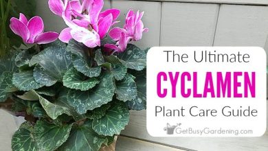 Photo of How to Take Care of a Cyclamen and Make it Grow Strong