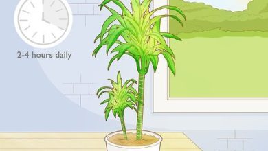 Photo of How to Take Care of Your Dracaena Step by Step