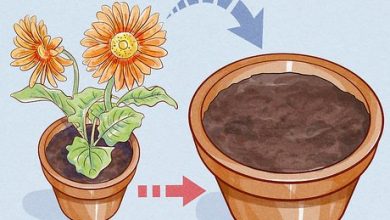 Photo of How to Take Care of Your Gerbera Step by Step