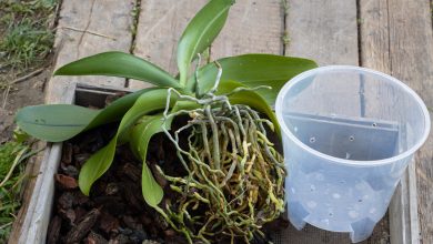 Photo of How to transplant orchids correctly
