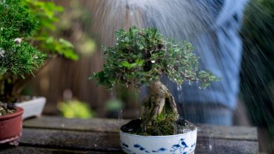 Photo of How to water bonsai in summer