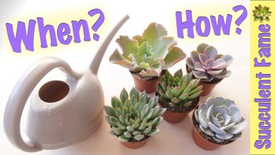 Photo of How to water succulents correctly