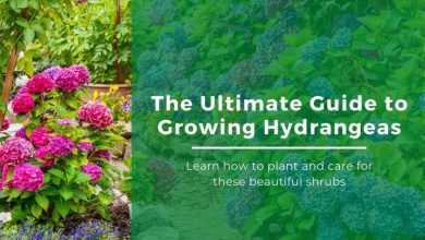 Photo of How, When and Where to Plant Hydrangeas: [Guide for your Garden]