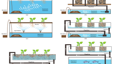 Photo of Hydroponics or Hydroponic Cultivation: [Concept, Characteristics and Use]