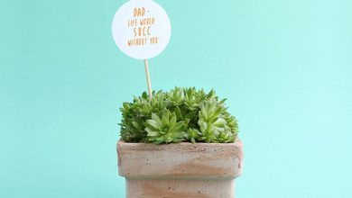 Photo of Ideas and plants for Father’s Day