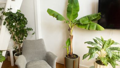Photo of Indoor banana tree care