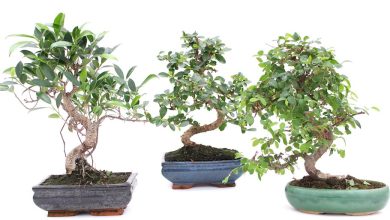 Photo of Indoor Bonsai: [Characteristics, Varieties, Care and Irrigation]